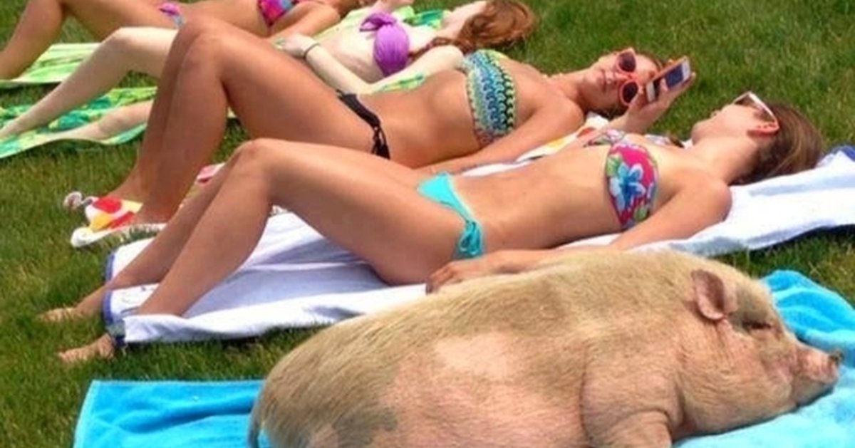 Поросенок в купальнике