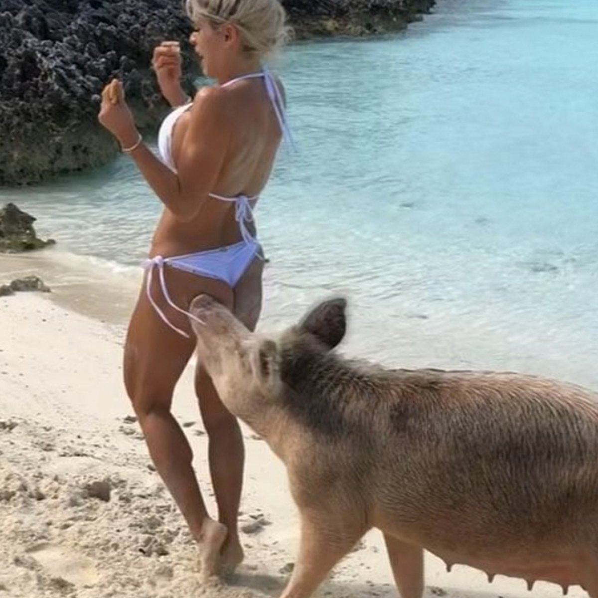 Мишель Левин и свинья