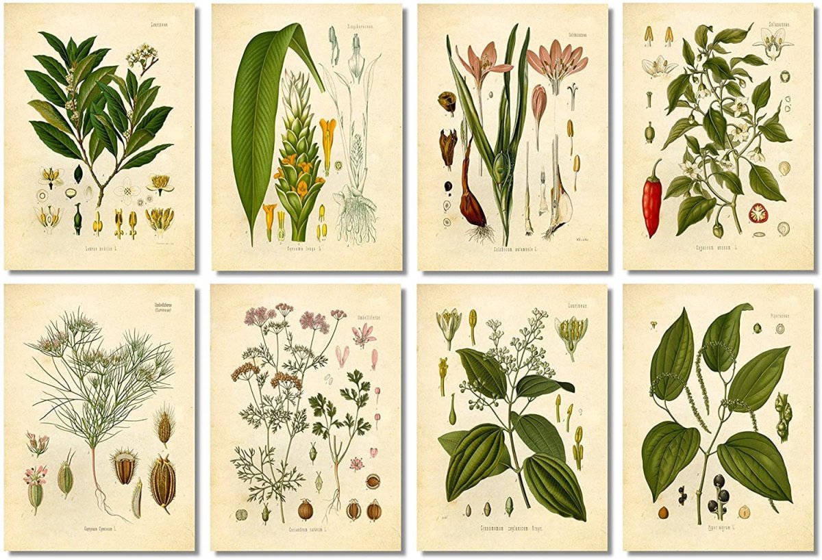 Ботанические иллюстрации в высоком разрешении