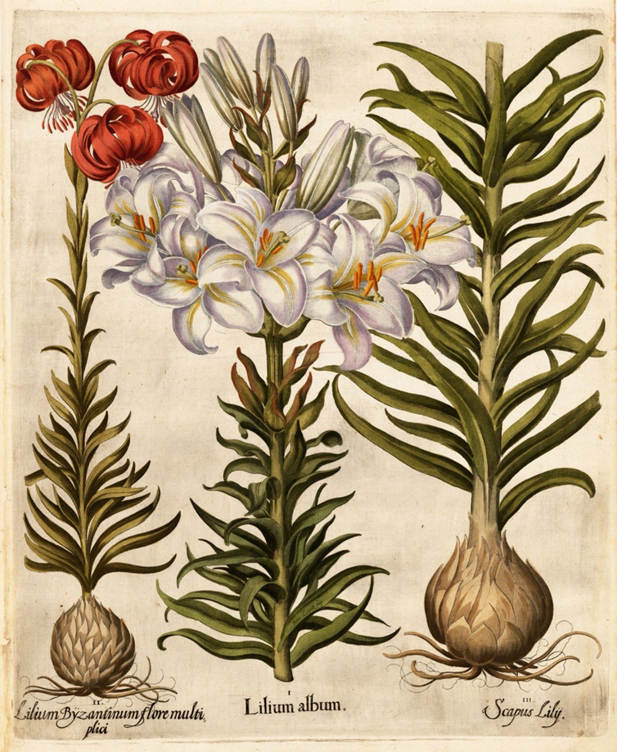 Hortulus monheimensis