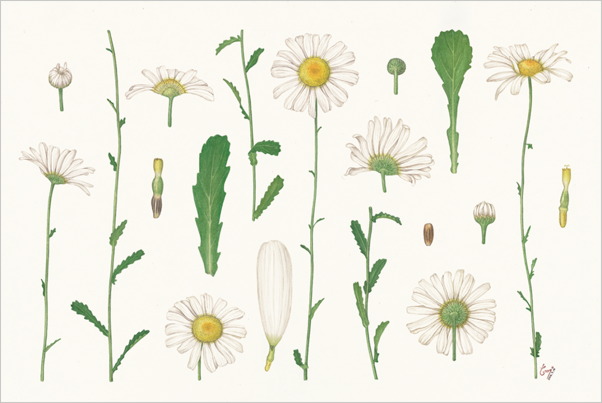 Мускари Ботаническая иллюстрация