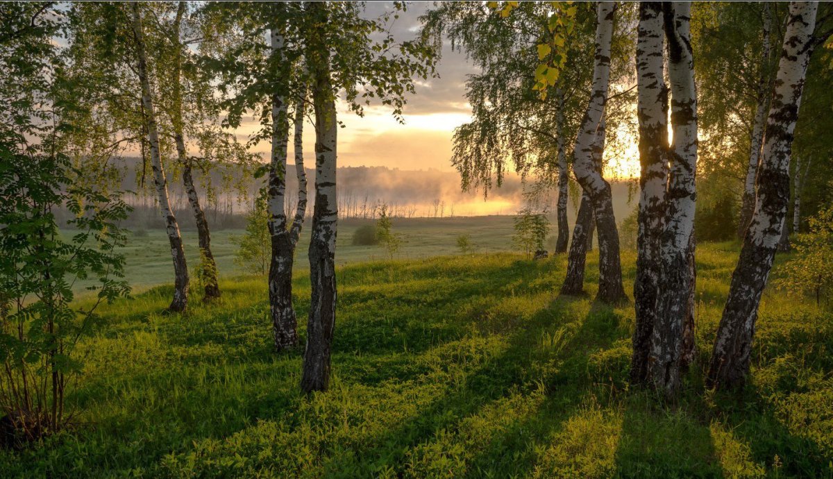 Природа Якутии Алаас березы