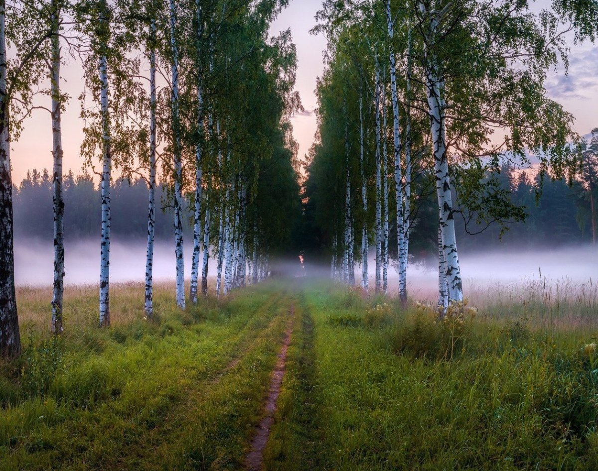 Береза душа России