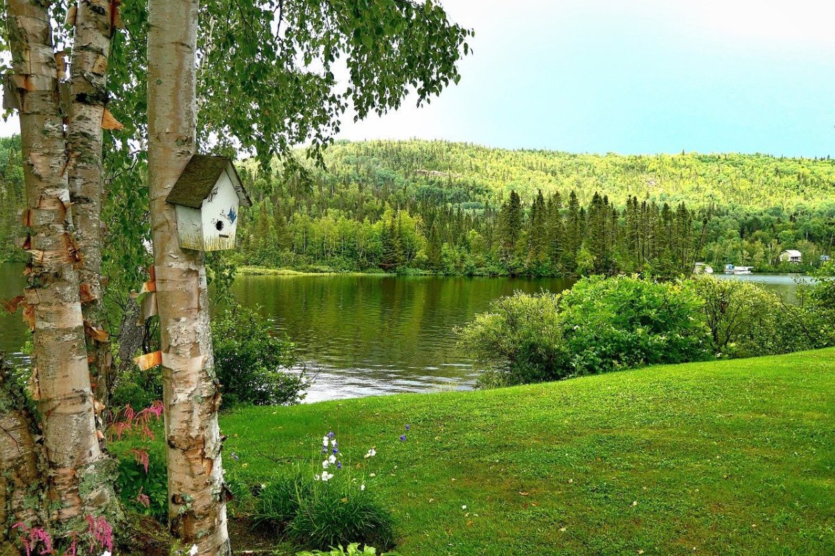 Пейзаж береза Березовая роща озеро