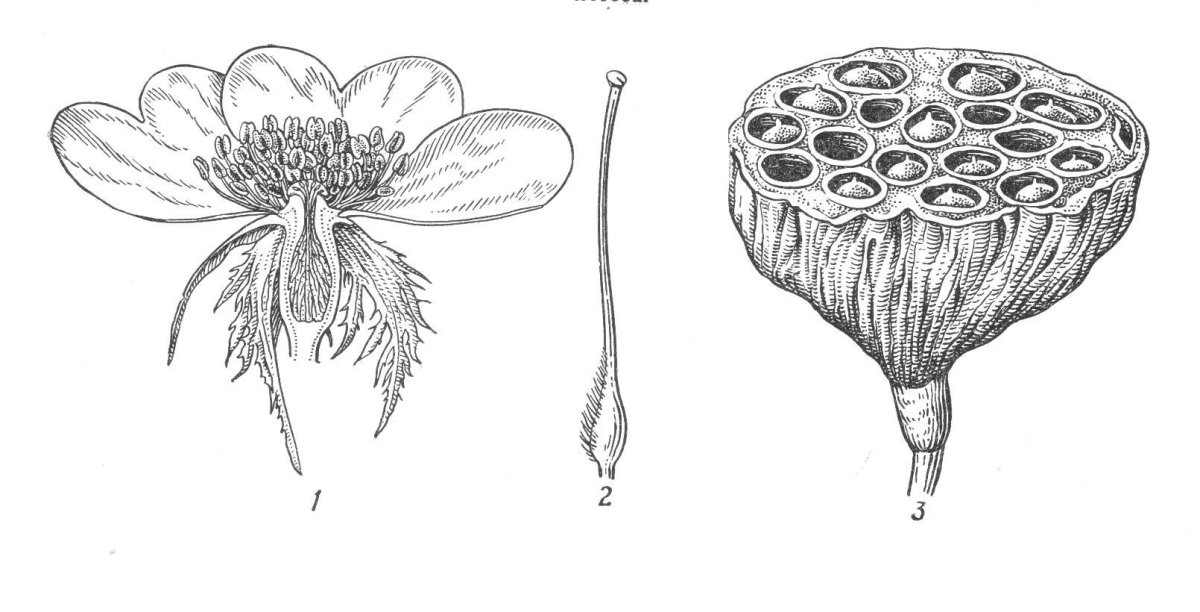 Таблица вегетативное размножение растений ЕГЭ