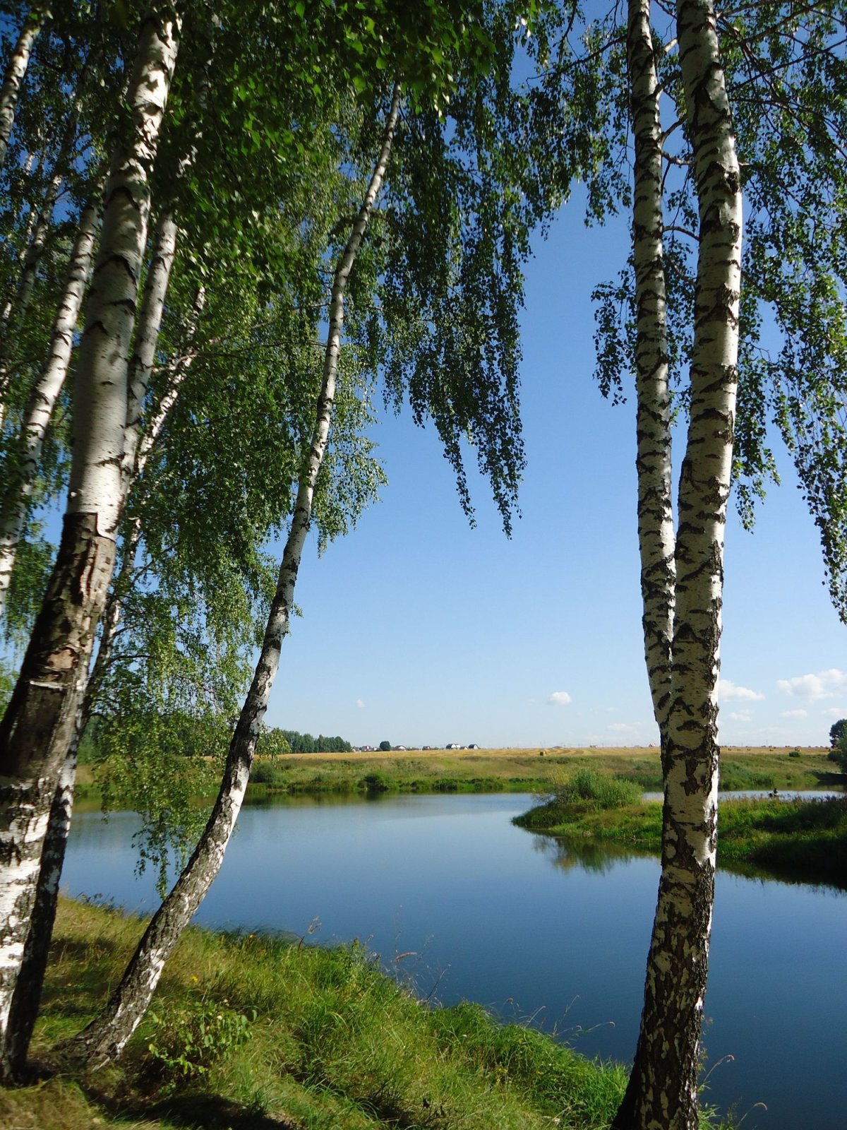 Березовая роща Тутаев