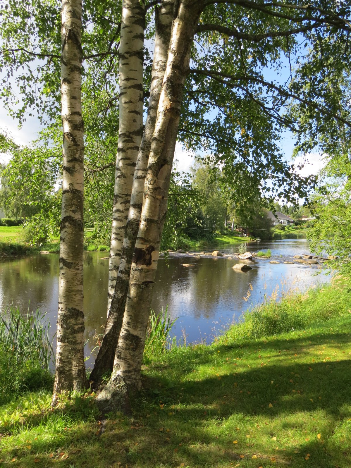 Березовая роща около реки Таруса