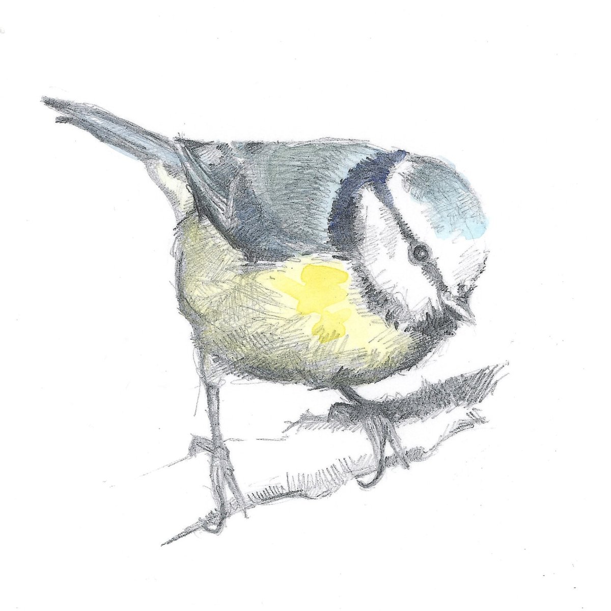 Синичка карандашом