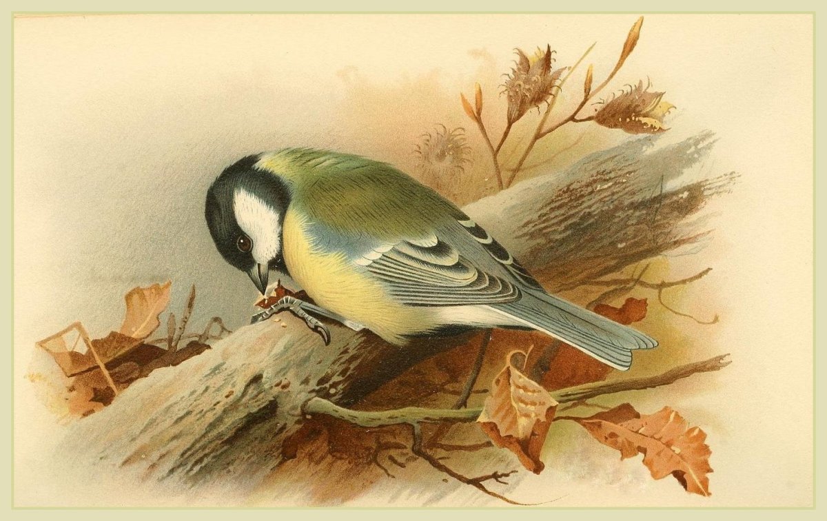 Старинные открытки с птицами