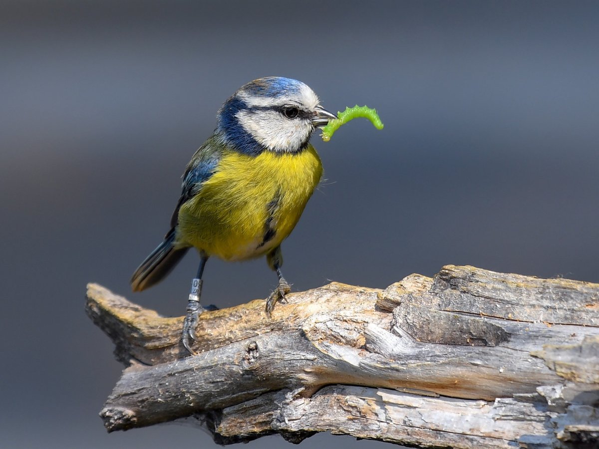 Синица-лазоревка питание
