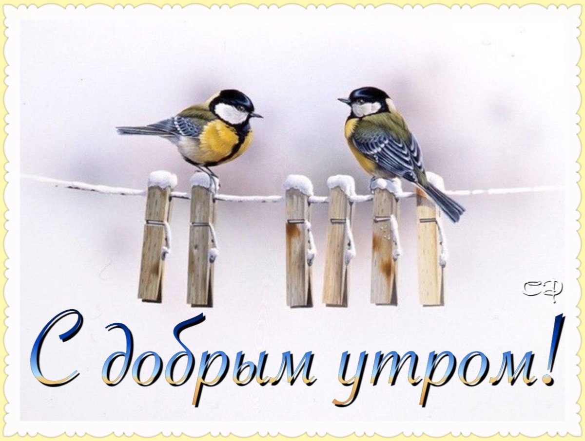 Художник Jan Weenink мир птиц