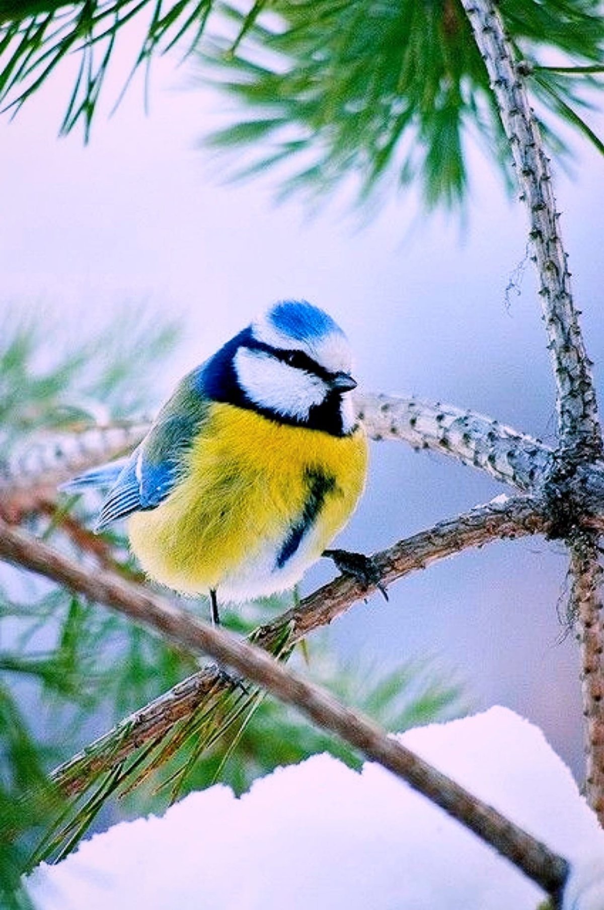 Синица в природе
