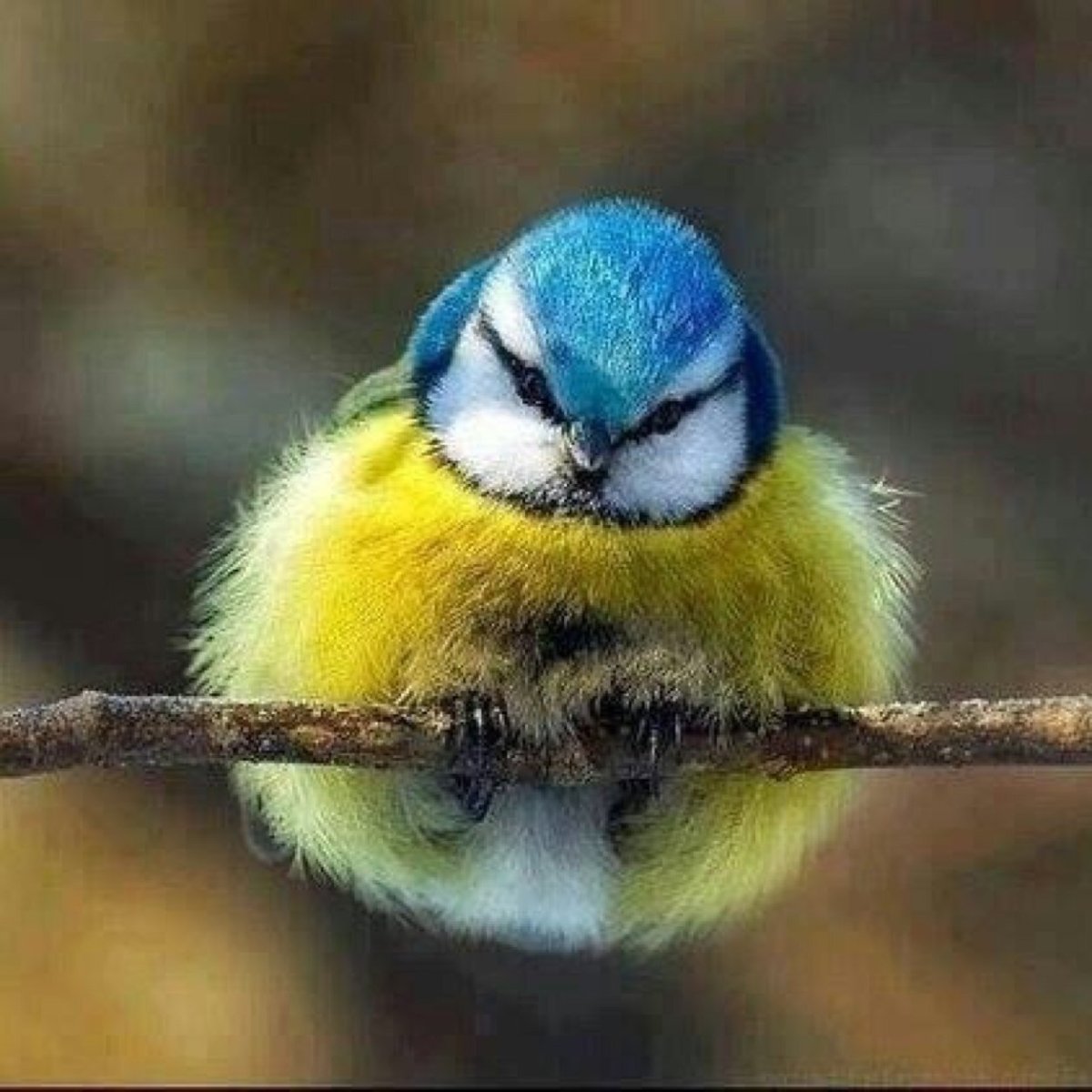 Лазоревка анфас