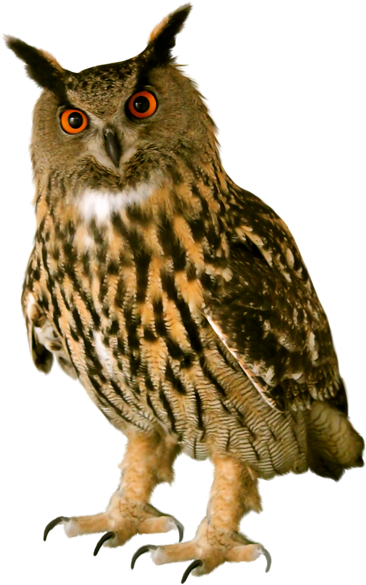 Сова на прозрачном фоне