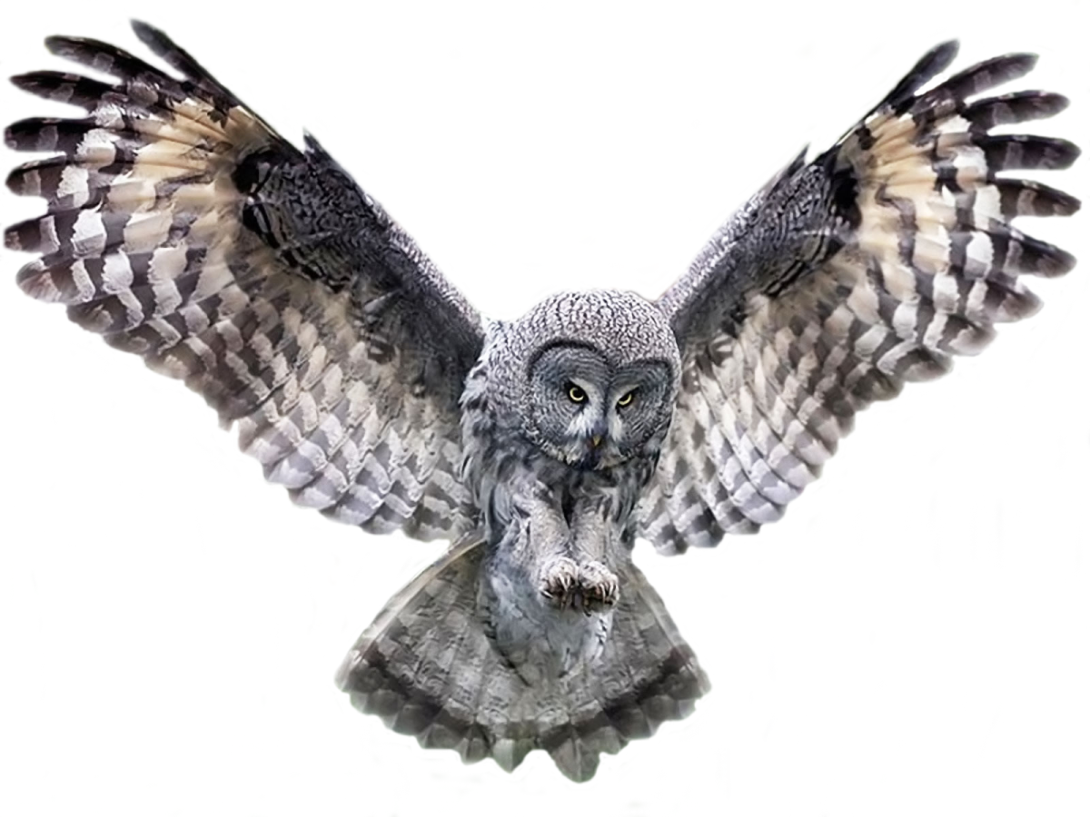 Сова на белом фоне