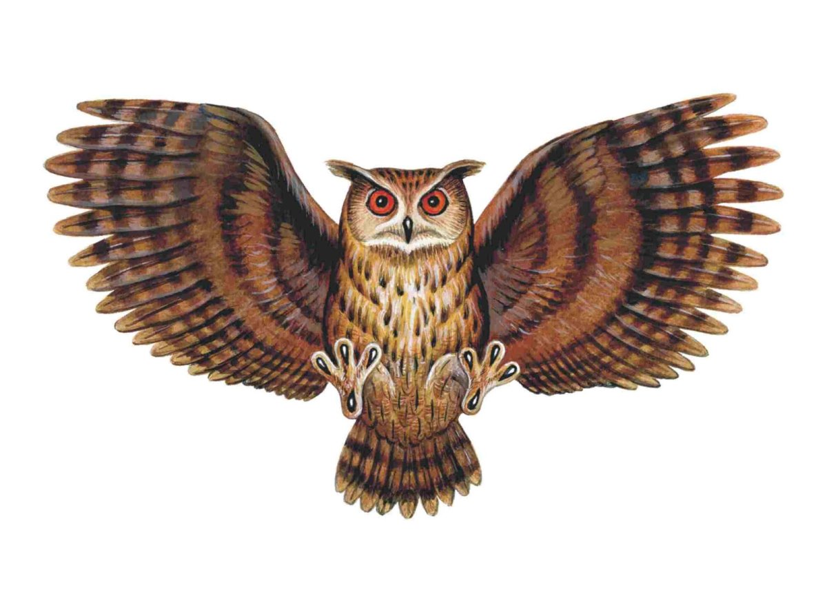 Сова с раскрытыми крыльями