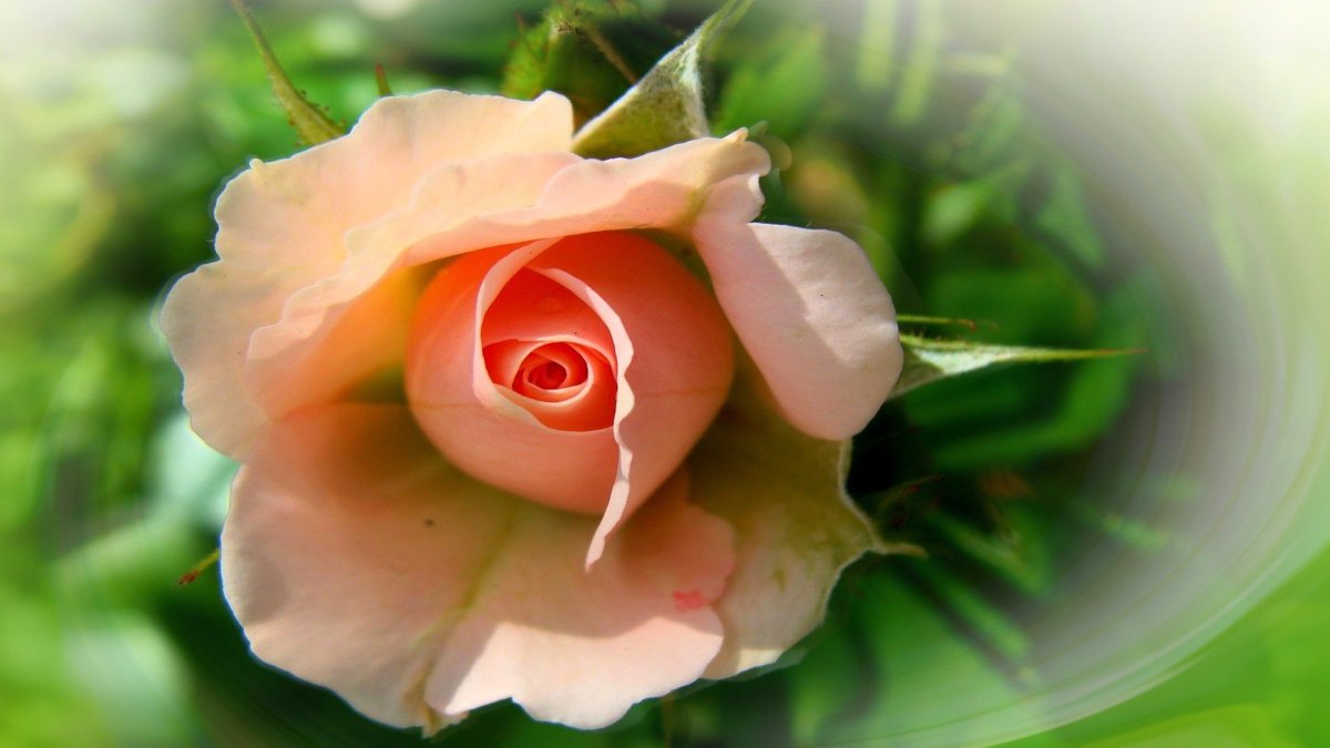 Обворожительные цветы