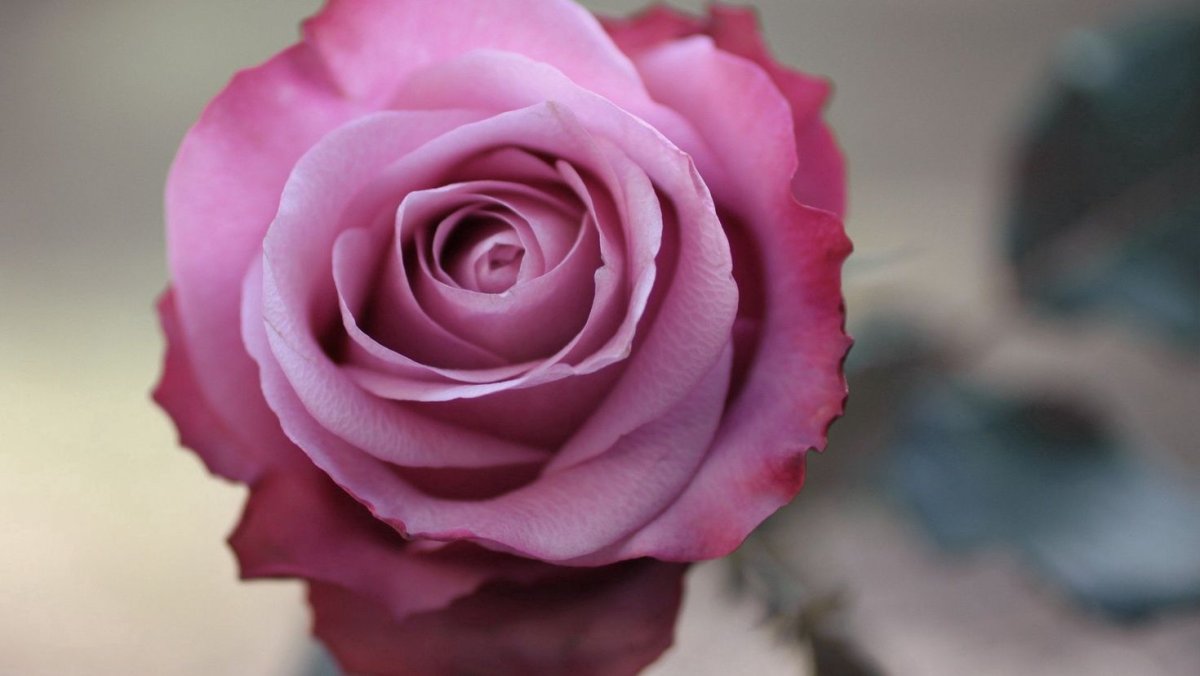 Розовые розы фото