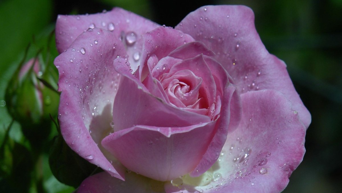 Роза Квинберри