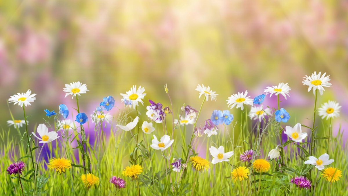 Летняя Поляна с цветами