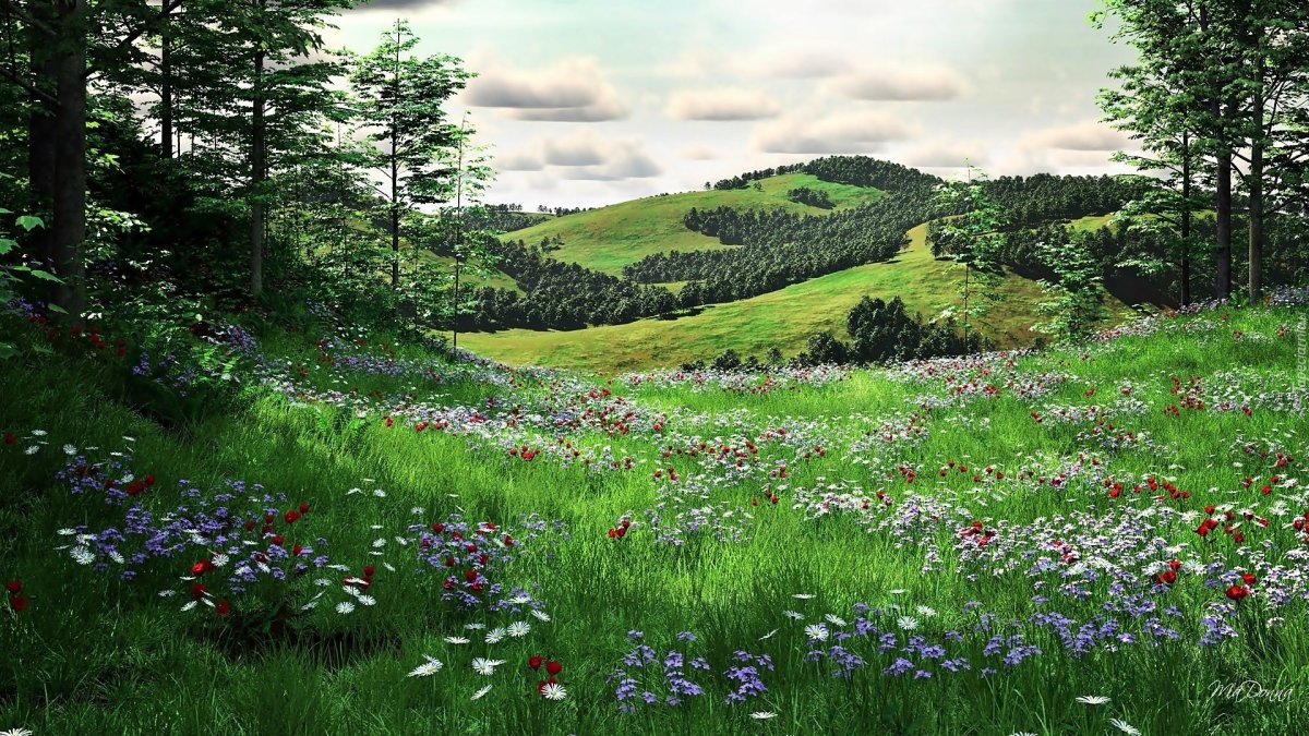 Трава на Поляне