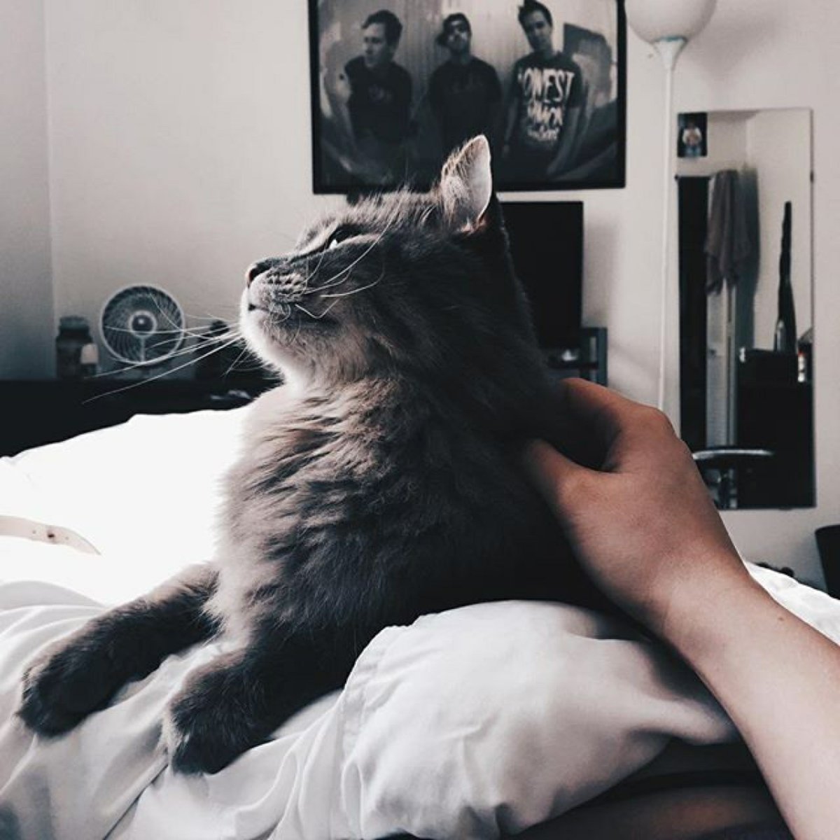 Девушка с котом Эстетика