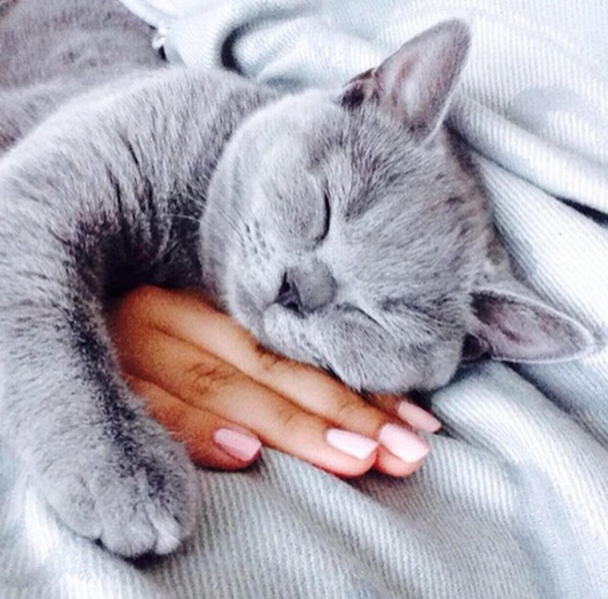 Спящий котенок