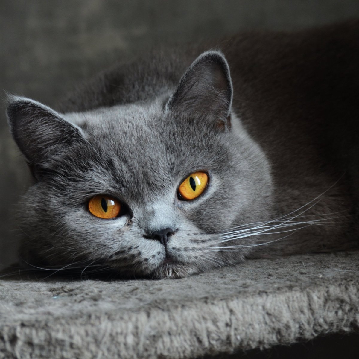 Кот дымчатый британец