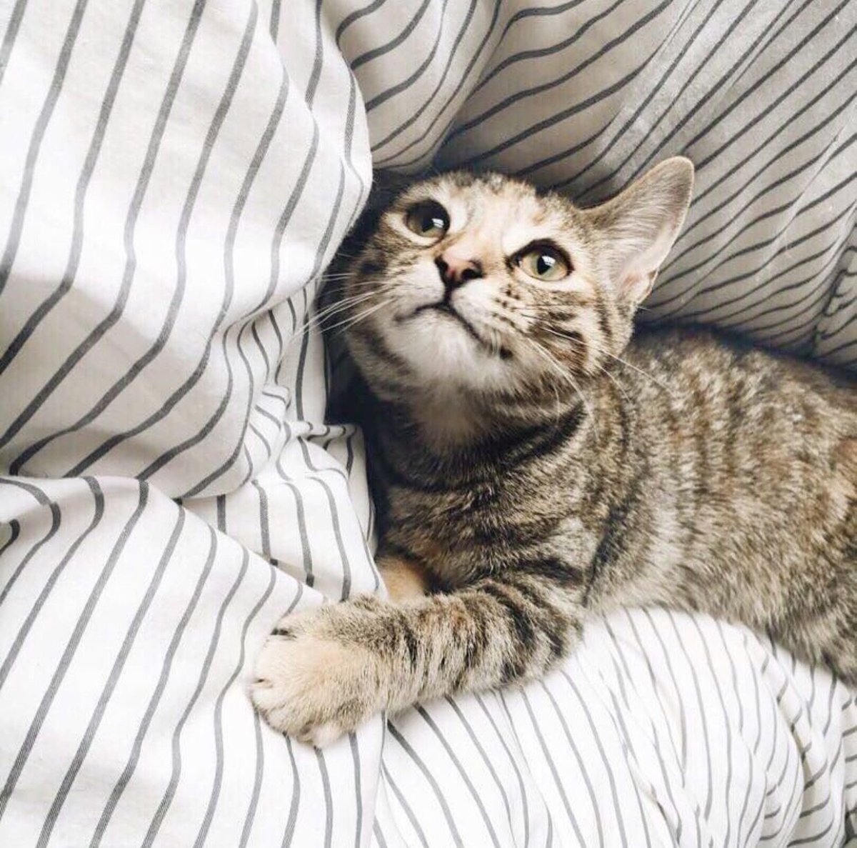 Бежевый полосатый кот