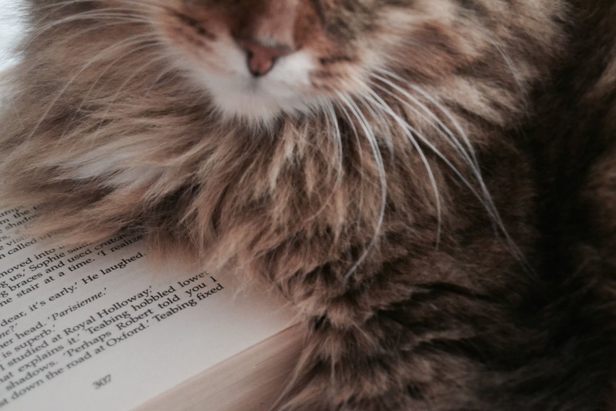 Кошка с книжкой