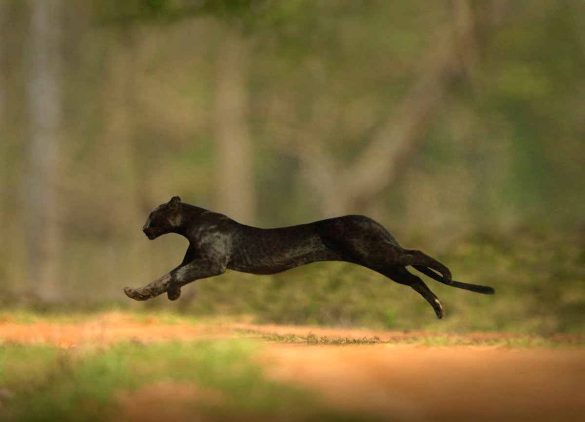 Пантера в прыжке
