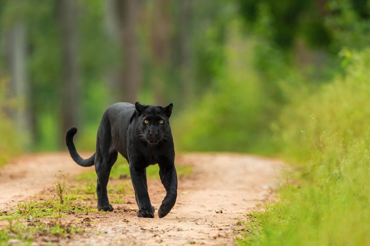 Пантера крадется вид спереди