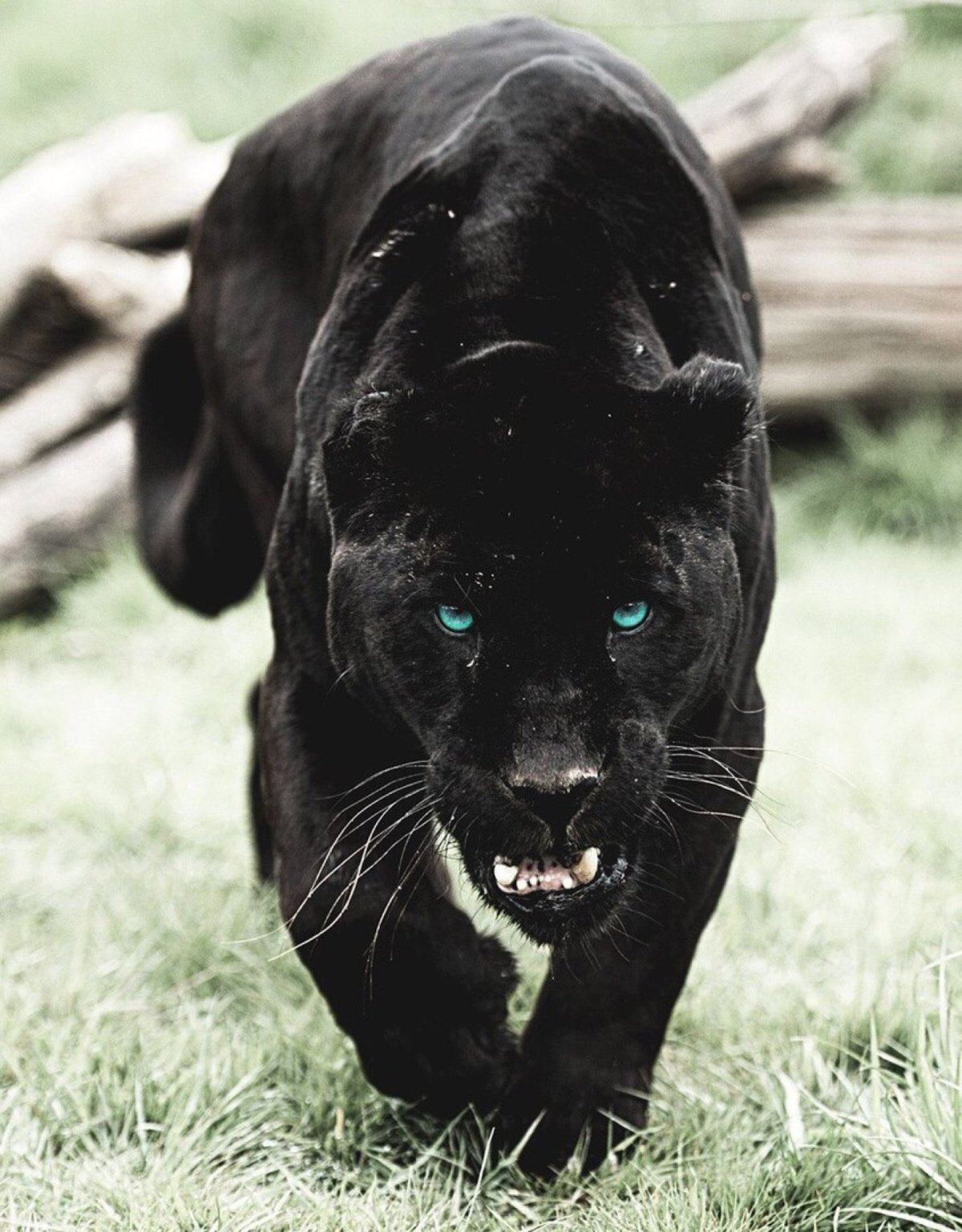 Пантера Египет