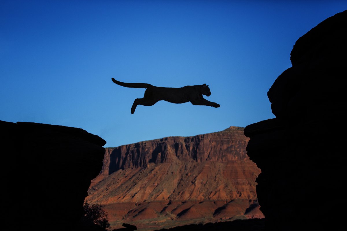 Черная пантера в прыжке