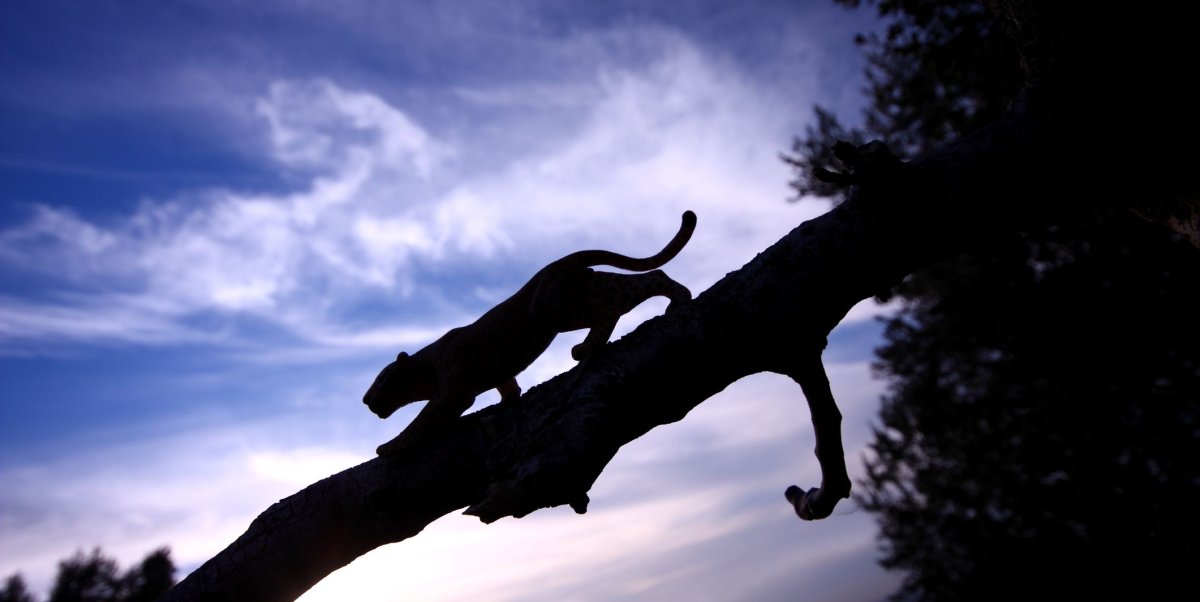 Пантера спускается с дерева