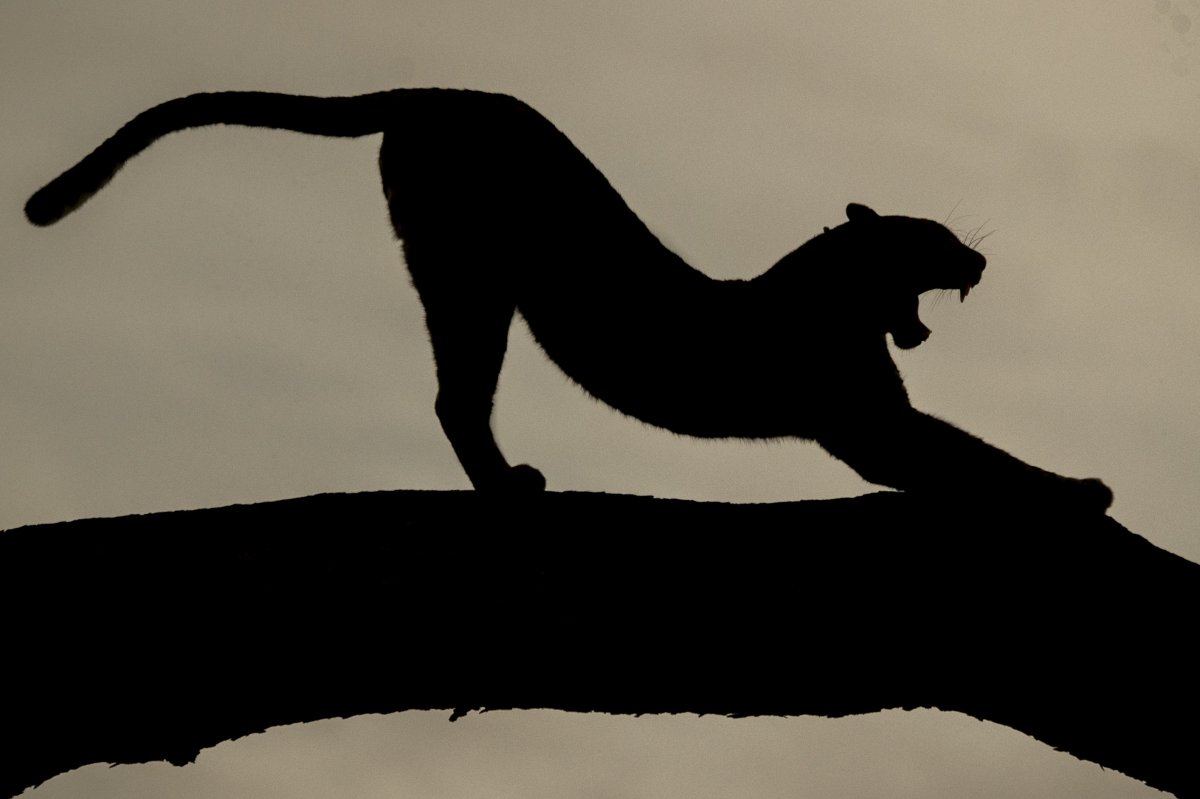 Заставки для рабочего экрана животные пантера в схватке