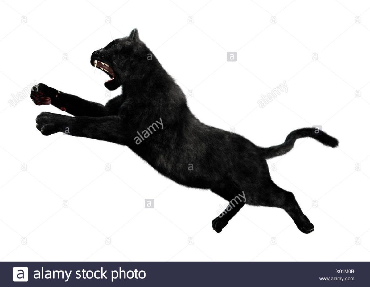 Пантера в прыжке