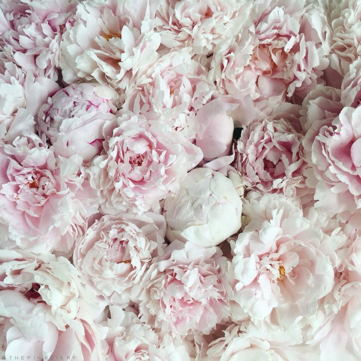 Пудровые цветы пионы