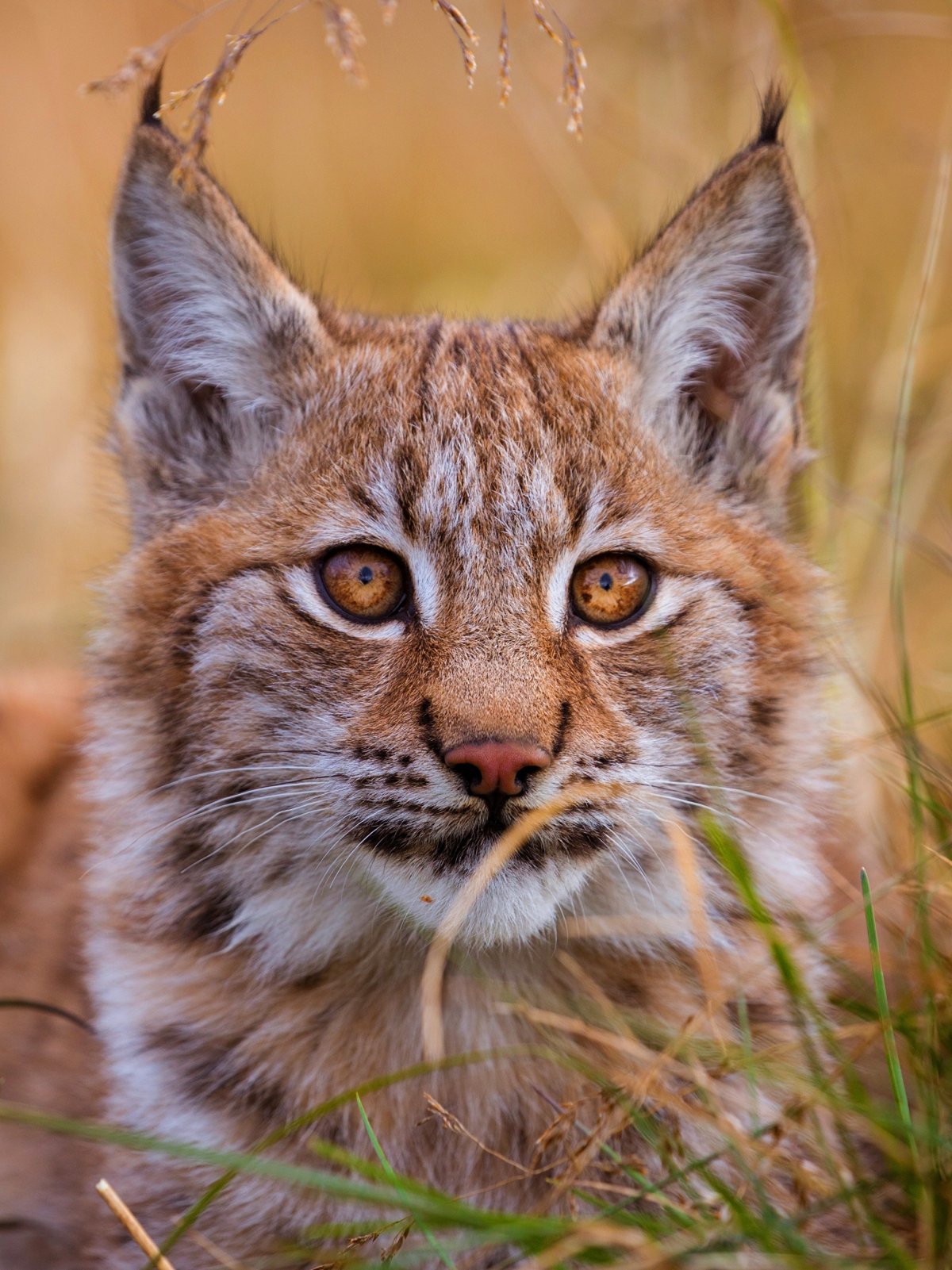 Рысь — Lynx Lynx