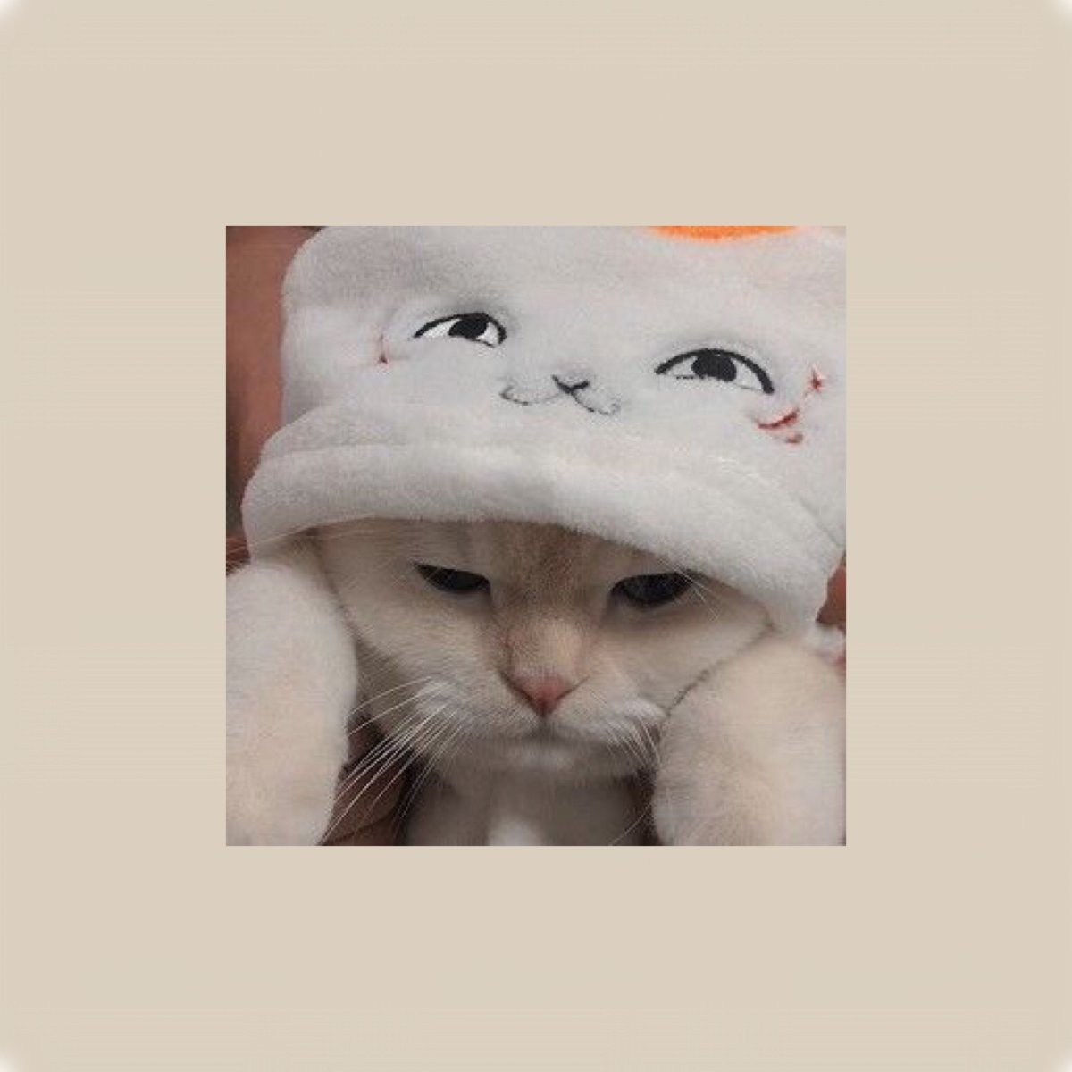 Котик в шапке Эстетика