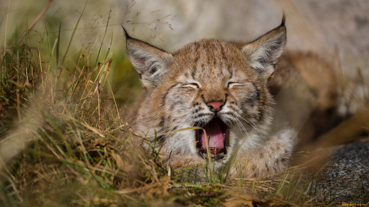 Якутская Рысь