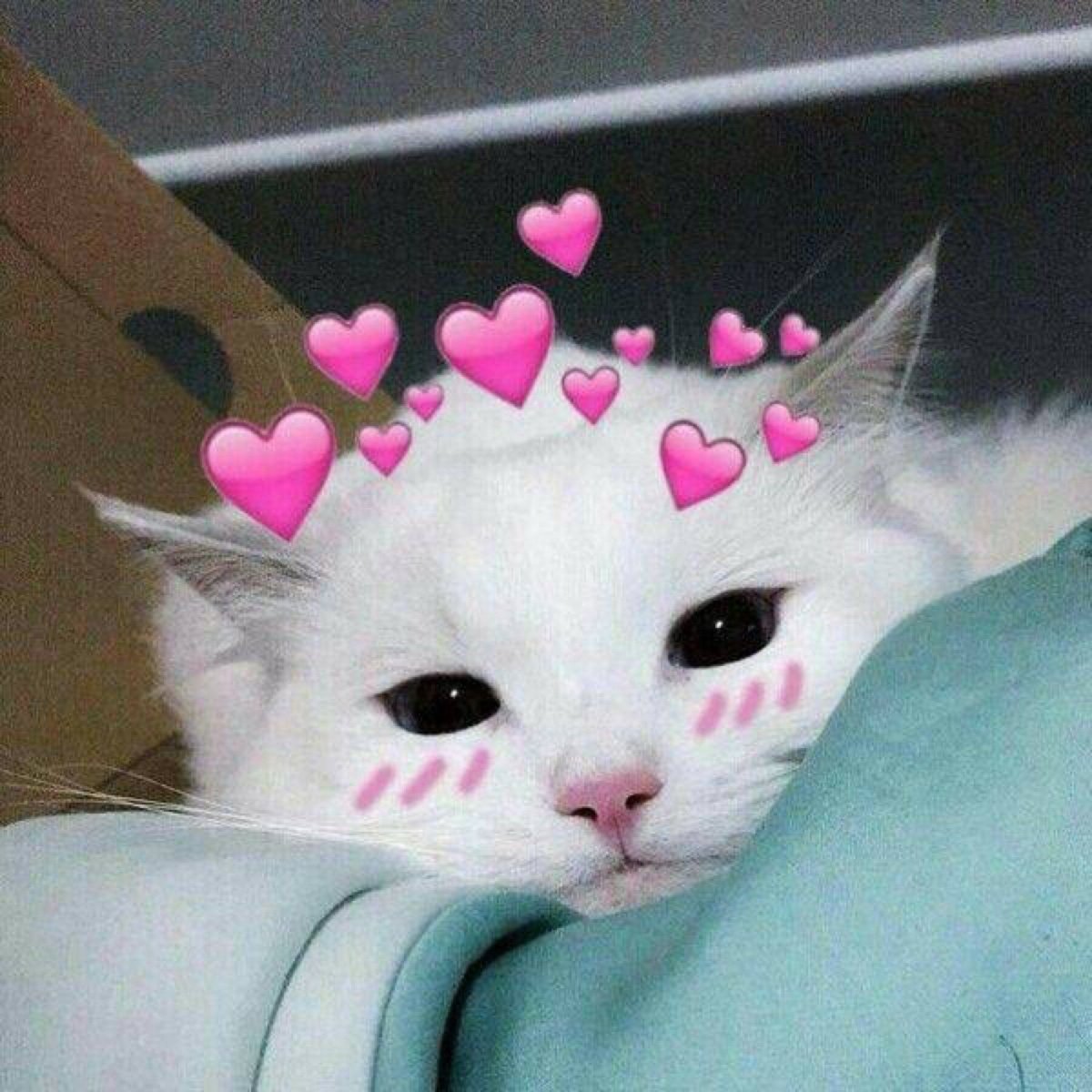 Кот в шапке