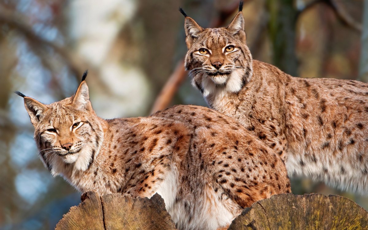 Рысь — Lynx Lynx