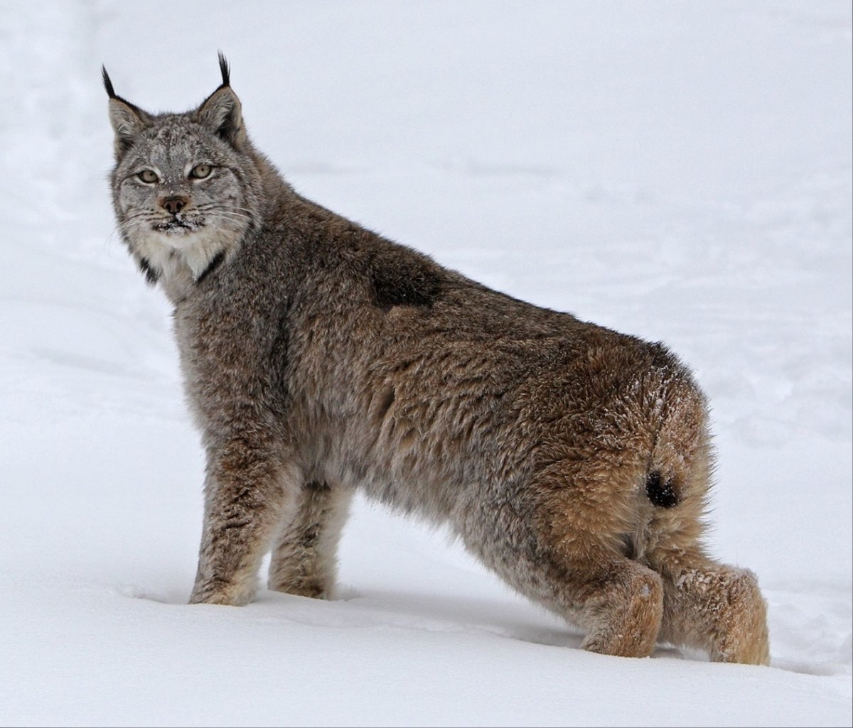 Balkan Lynx