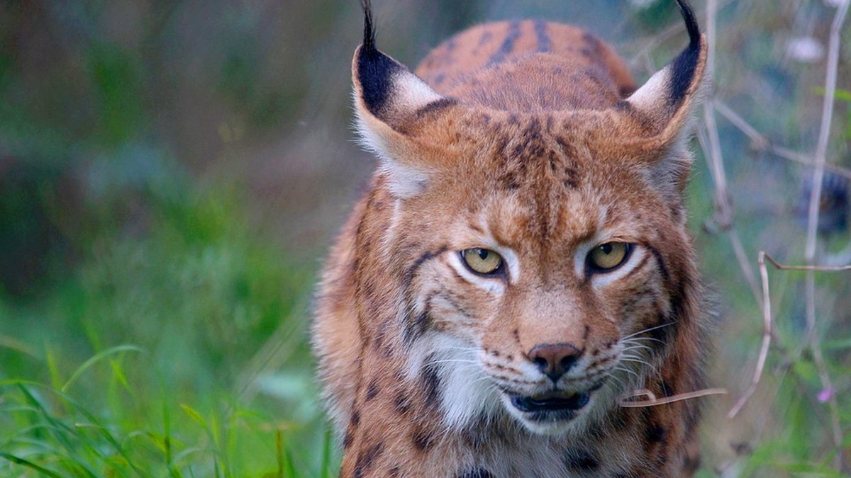 Семья рысей