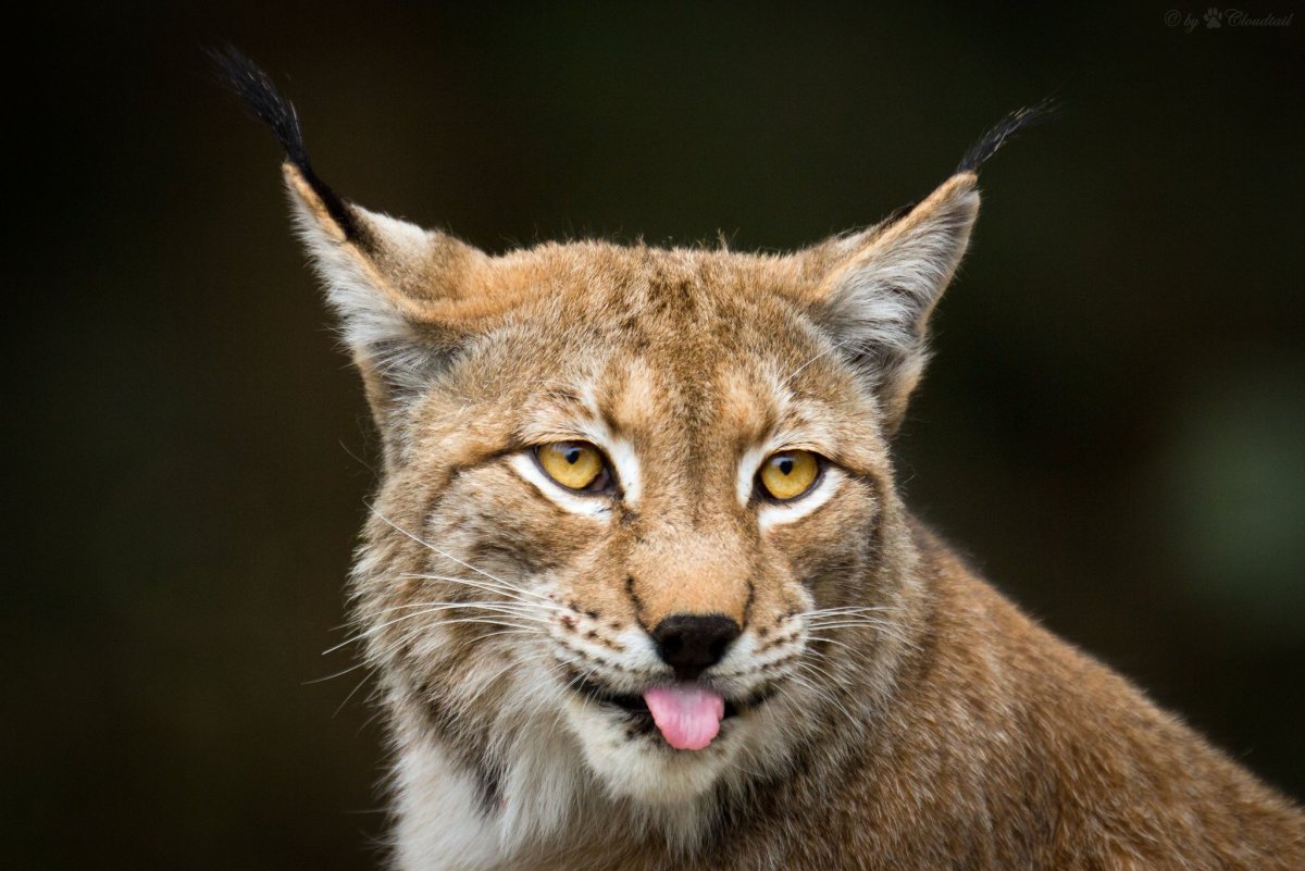 Грустная Рысь