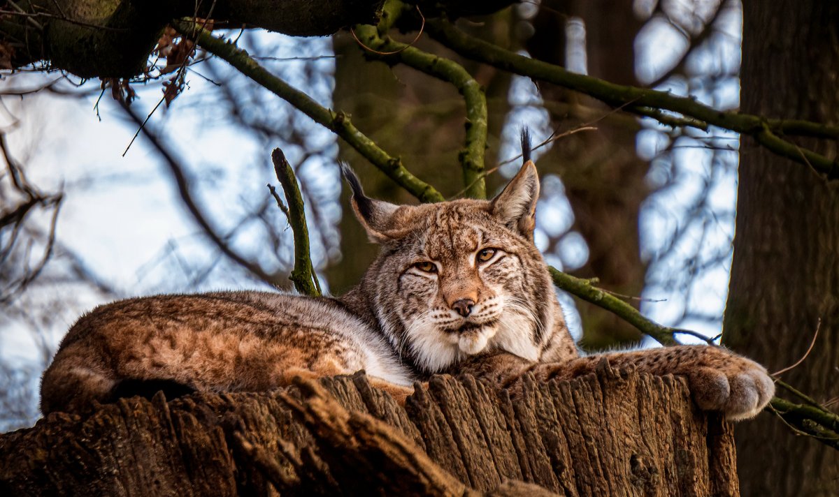 Рысь хозяин тайги