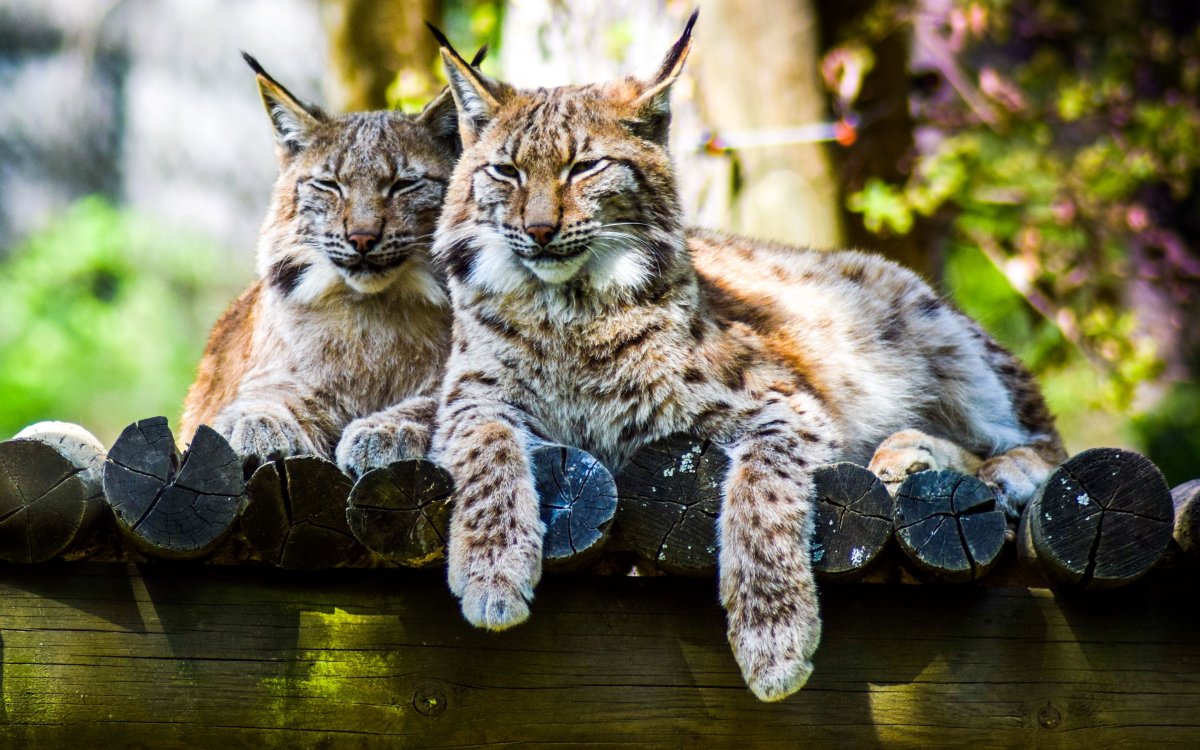 Рыжая канадская Рысь