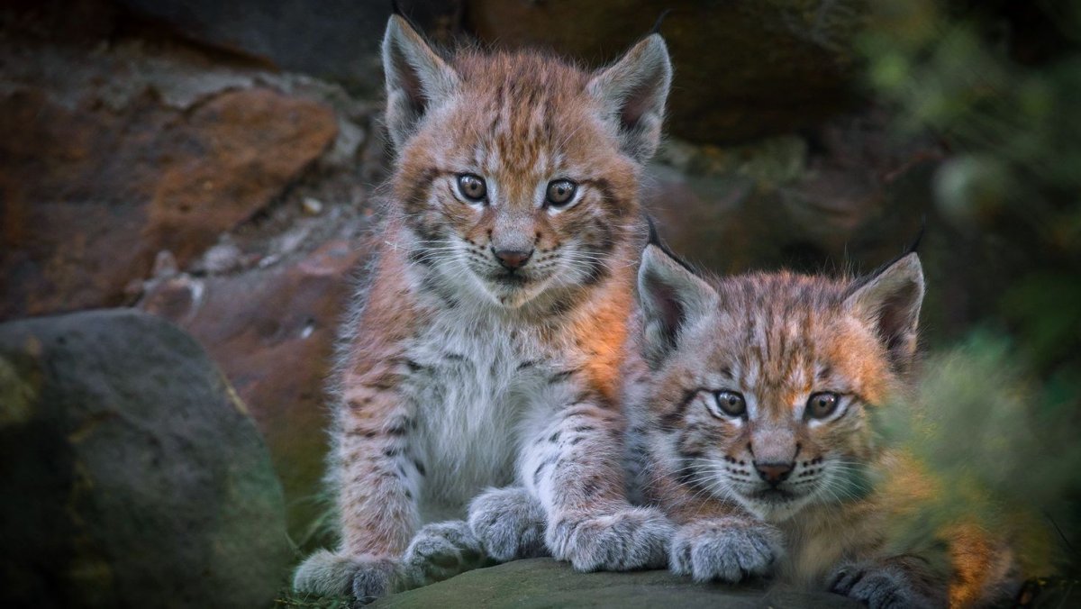 Сибирская Рысь