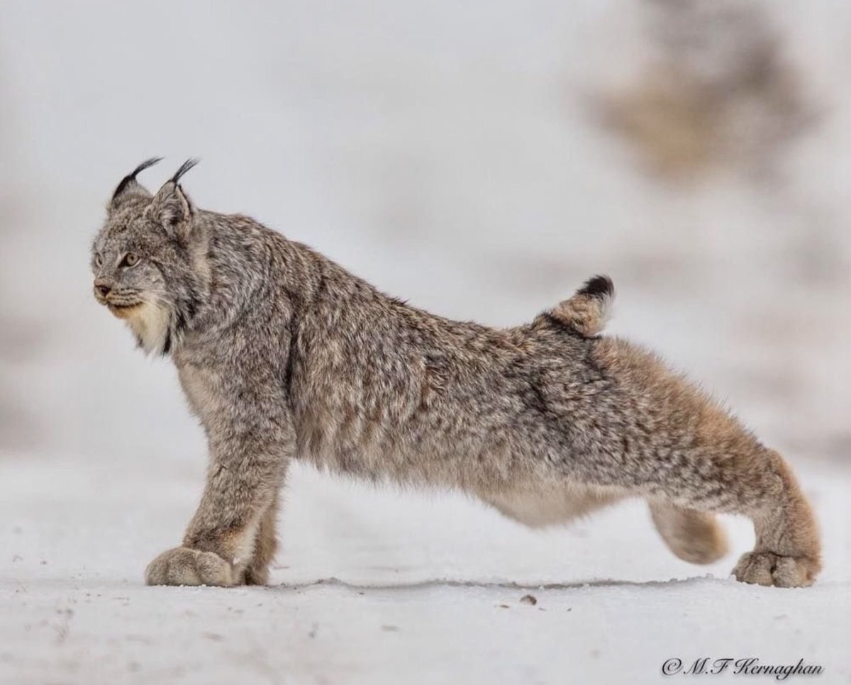 Рысь Размеры